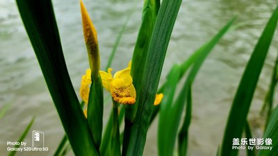 Samsung galaxy 20u 隨手拍