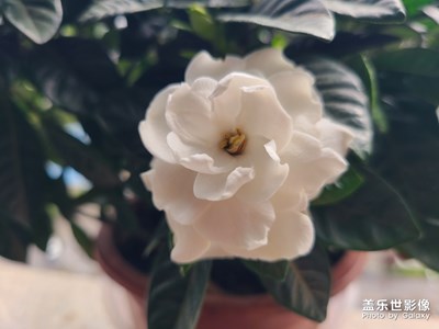 猜猜這是什么花？