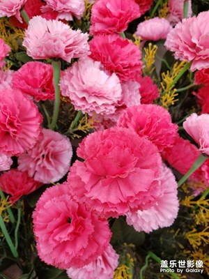 花花世界