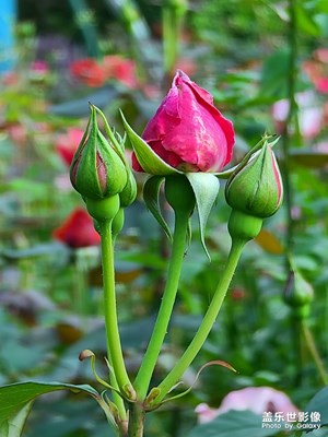 無(wú)人觀賞空自開