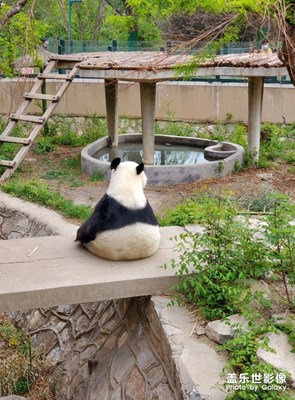 【希望】+動物的生機(jī)