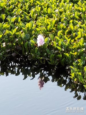 水葫蘆