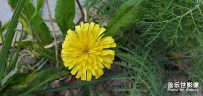 新春得小花