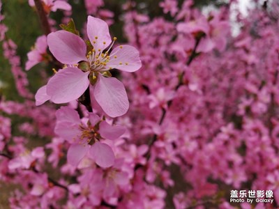 【春日麗影】+北疆春意濃