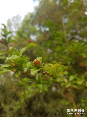 【春日麗影】+石榴花