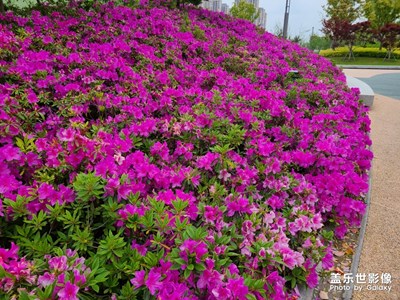 陰天擋不住花的艷麗