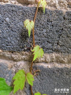 【春日麗影】+春意盎然