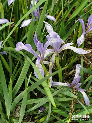 【春日麗影】+盎然生機(jī)