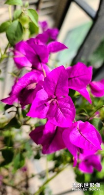 S20U鏡頭下的花兒