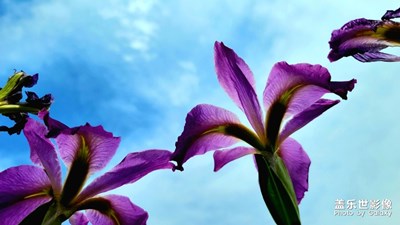 【春日麗影】花的藝術(shù)