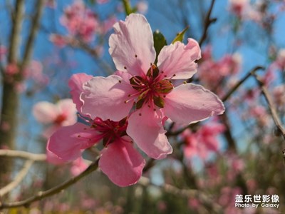 春天的感覺！