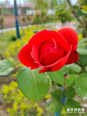 花、夕陽(yáng)