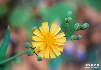 【享受生活】賞花