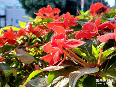 節(jié)前的早晨