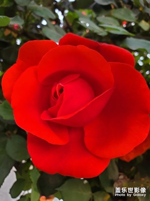 公園里的月季花