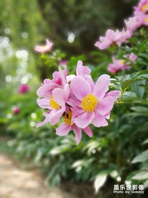 芍藥花(2)