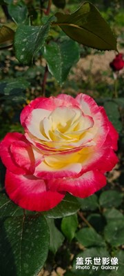 無主題拍啥就是啥