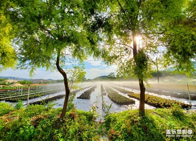 郁郁蔥蔥本是春 part2