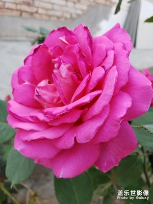 家門前的花