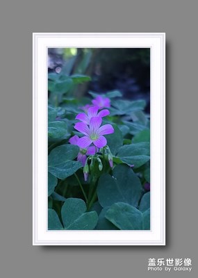 無名小花