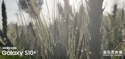希望的麥苗，要成熟了