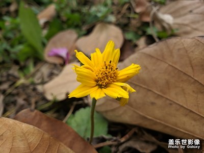 抓住五一的尾巴，閑拍一手
