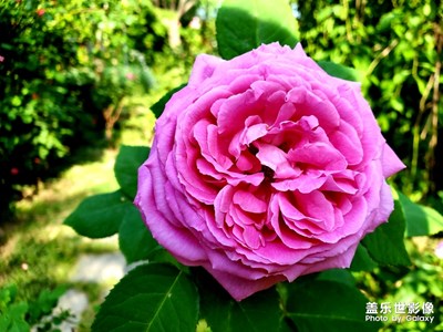 【精彩翻倍】+綻放的月季花