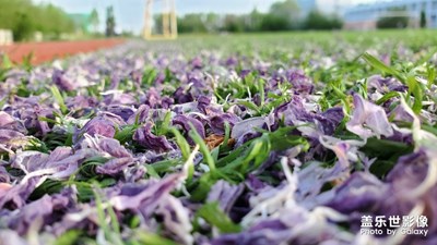 花的世界