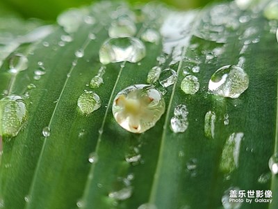 雨后才是拍照的好時(shí)光！