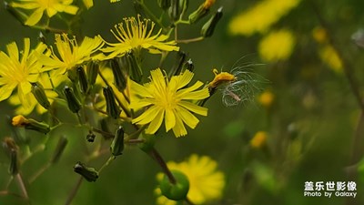 【印象五月】不一樣的長(zhǎng)焦風(fēng)景
