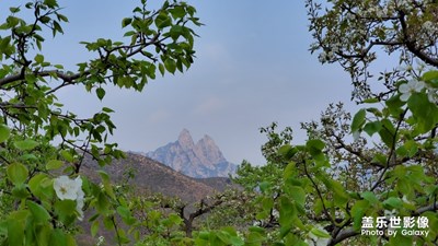 千花萬樹梨花開