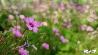 印象五月一河邊尋花