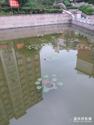 真如有一棵開(kāi)花了