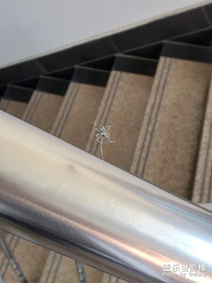 公司樓道的蜘蛛精