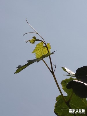 【在夏日】隨拍