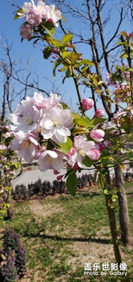 【在夏日】+路邊盛開的花