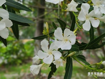 實(shí)時虛化模式下的照片總是給人的感覺是那么的有質(zhì)感