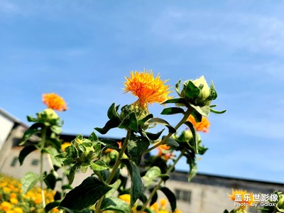 還是喜歡三星的拍照