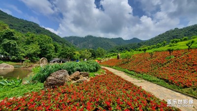 石門森林公園拍花花