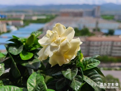 誰(shuí)知道這是什么花？