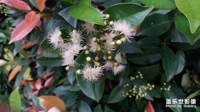花的色彩！