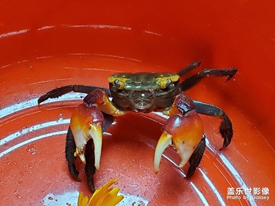 小螃蟹??