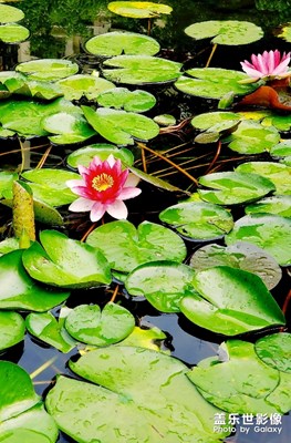 六月隨手拍（一）