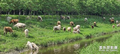 景觀道的風(fēng)景