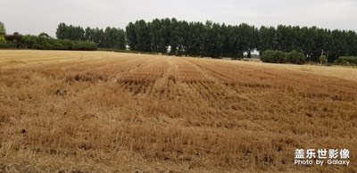 光影生活   夏日麗影