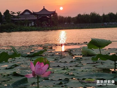 夕陽下的花