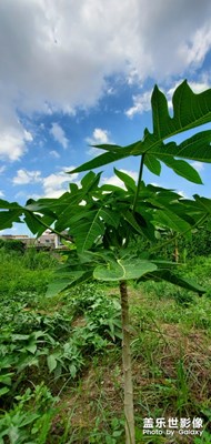 田園一角，校園春色