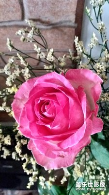 玫瑰花??