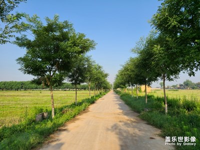 800畝艾草種植基地