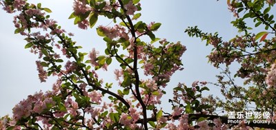 桃花朵朵開